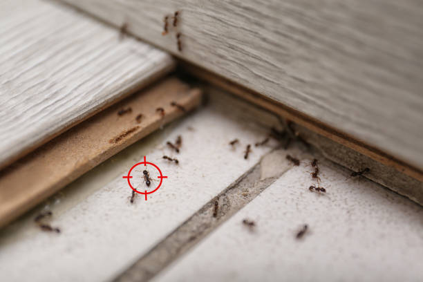 Best Flea Control Services  in Roy, UT