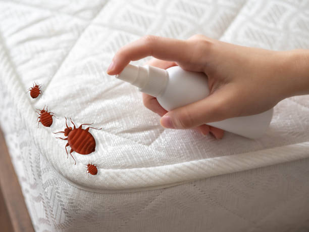 Best Wasp Removal Services  in Roy, UT