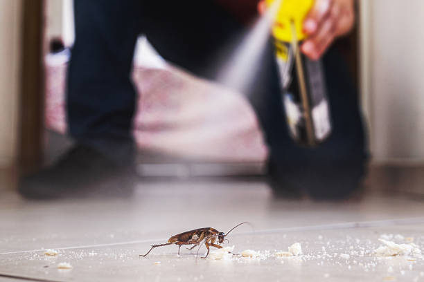Best Termite Control Services  in Roy, UT